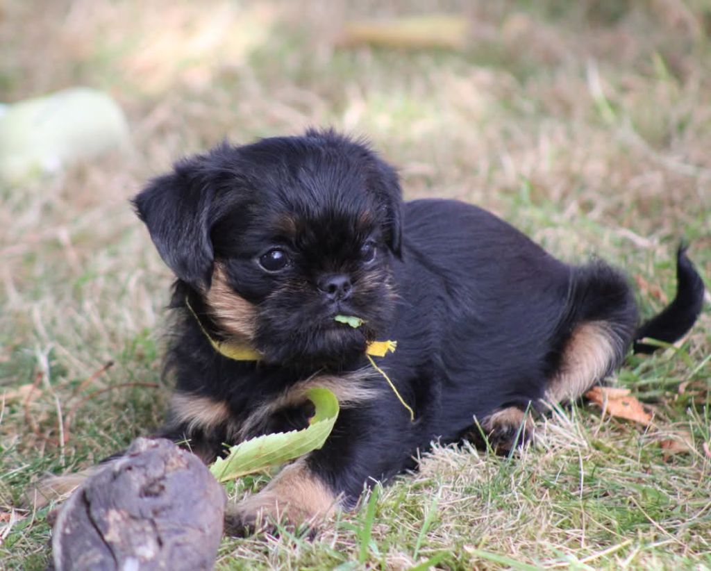 Ava, Griffon Belge 