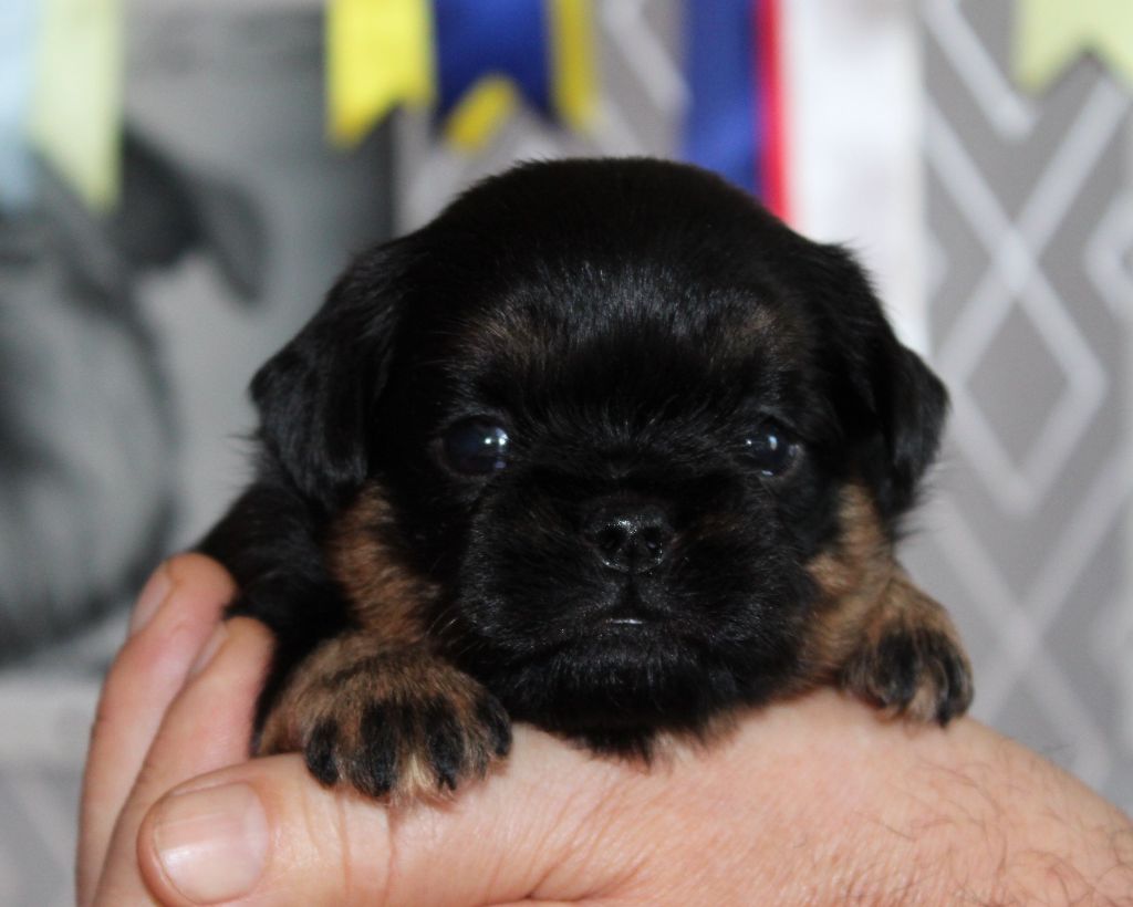 Des Terres Noires De Saint Cyr - Chiots disponibles - Petit Brabançon