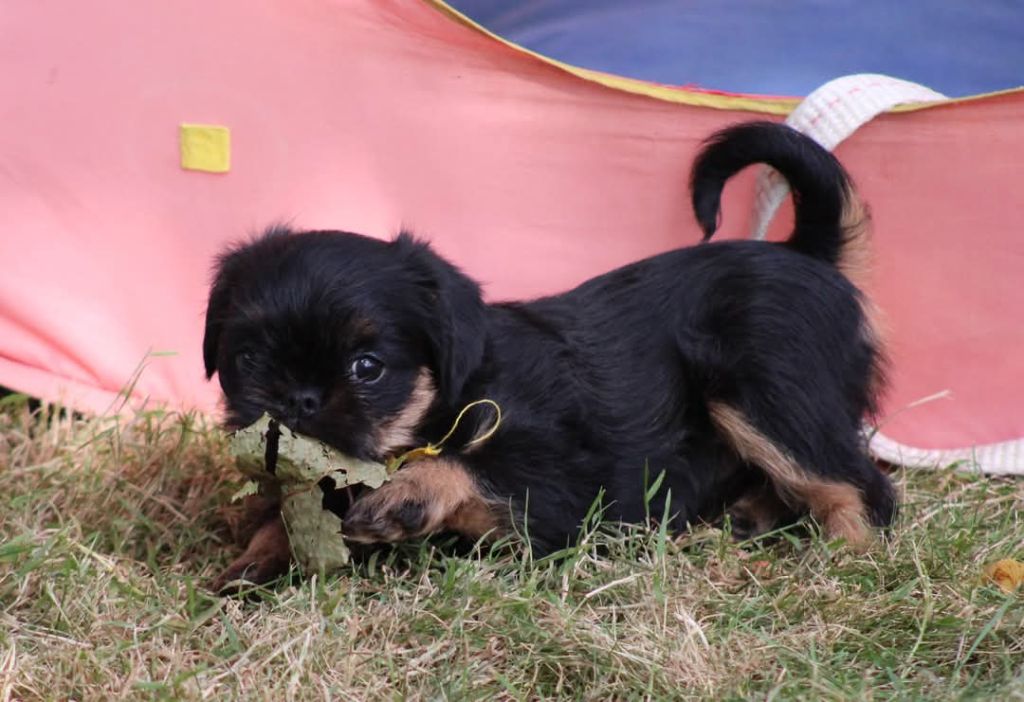 Des Terres Noires De Saint Cyr - Chiots disponibles - Petit Brabançon