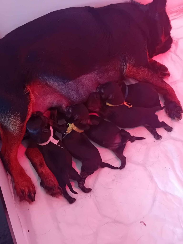 Chiot Petit Brabançon Des Terres Noires De Saint Cyr